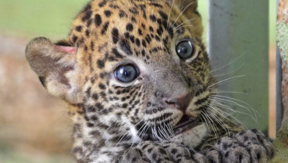 Cría de leopardo en el Bioparc de Valencia