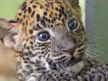 Cría de leopardo en el Bioparc de Valencia