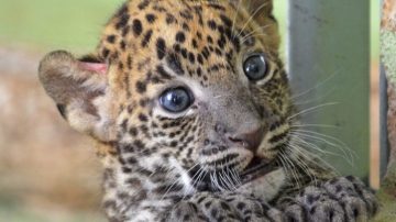 Cría de leopardo en el Bioparc de Valencia