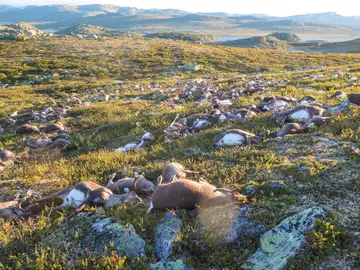 Una tormenta eléctrica ha causado la muerte a 323 renos en el parque natural de Hardangervidda, al sur de Noruega Una tormenta eléctrica ha causado la muerte a 323 renos en el parque natural de Hardangervidda, al sur de Noruega