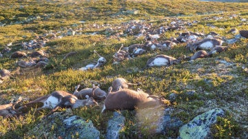 Una tormenta eléctrica ha causado la muerte a 323 renos en el parque natural de Hardangervidda, al sur de Noruega