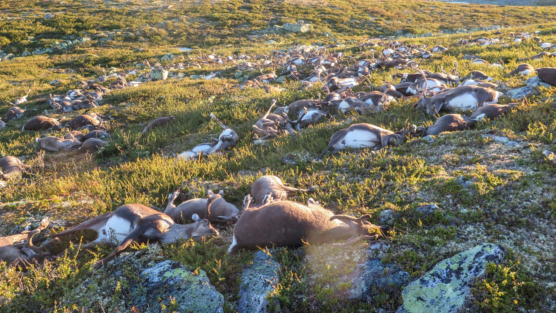 Una tormenta eléctrica ha causado la muerte a 323 renos en el parque natural de Hardangervidda, al sur de Noruega Una tormenta eléctrica ha causado la muerte a 323 renos en el parque natural de Hardangervidda, al sur de Noruega
