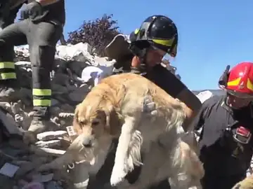 Los bomberos rescatando al perro de entre los escombros nueve días después del terremoto de Italia Los bomberos rescatando al perro de entre los escombros nueve días después del terremoto de Italia