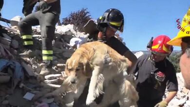 Romeo, el perro que sobrevivió durante nueve días bajo los escombros del terremoto en Italia