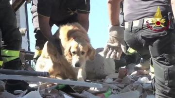El animal fue rescatado de los restos de su casa en ruinas en Amatrice 