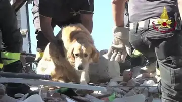 El animal fue rescatado de los restos de su casa en ruinas en Amatrice El animal fue rescatado de los restos de su casa en ruinas en Amatrice