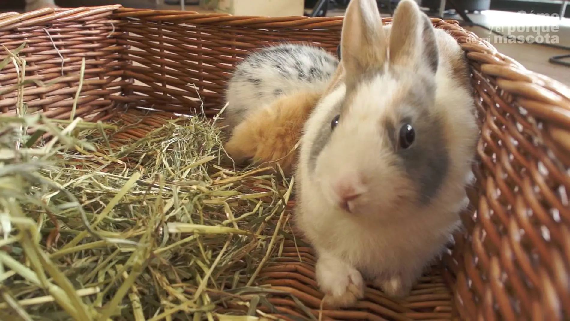 Un conejo en una cesta de mimbre Un conejo en una cesta de mimbre