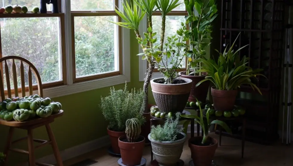 Las plantas que mejor limpian el aire de tu casa
