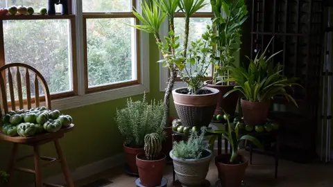 Las plantas que mejor limpian el aire de tu casa Las plantas que mejor limpian el aire de tu casa