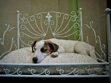 Un perro descansa sobre su cama en un hotel 'pet friendly'