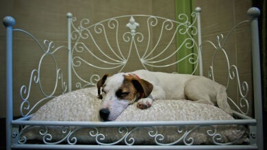Crecen los hoteles 'pet friendly' para que las mascotas disfruten de las vacaciones a cuerpo de rey