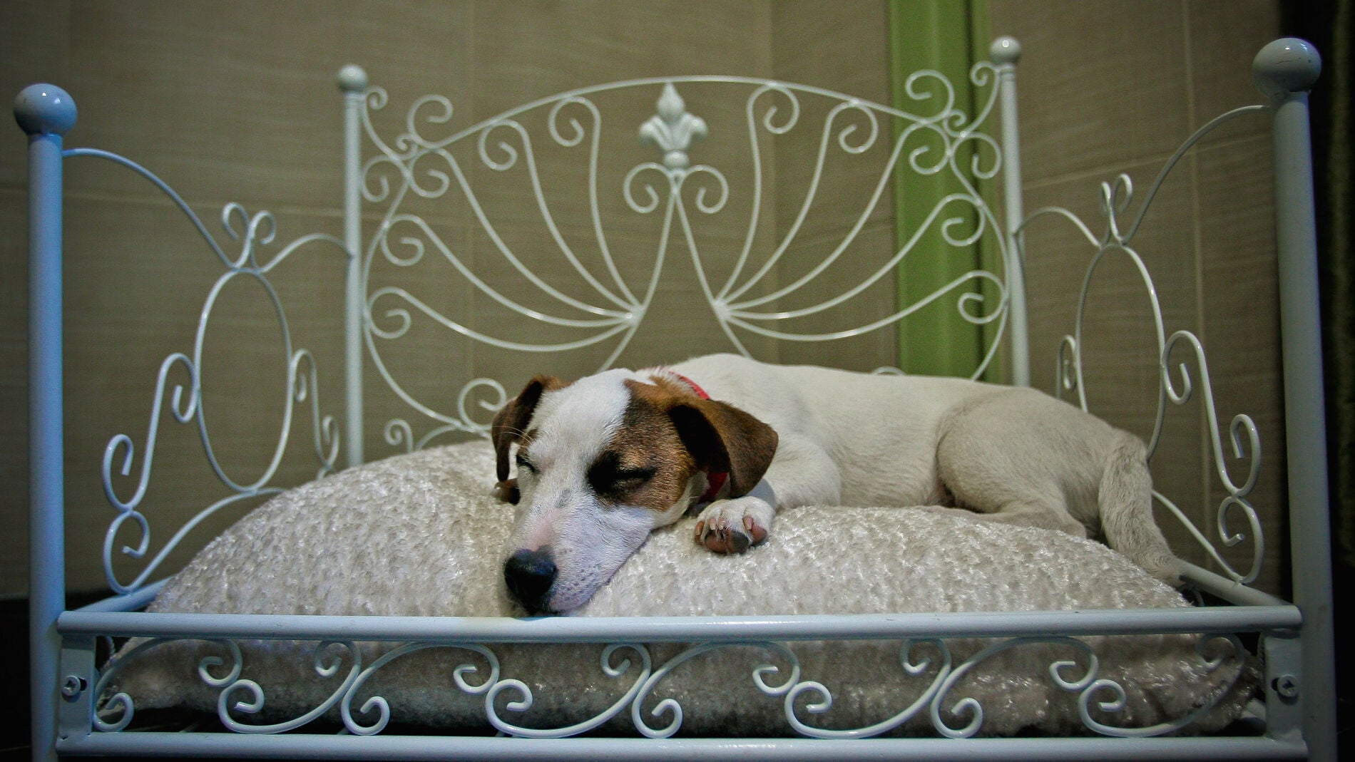 Un perro descansa sobre su cama en un hotel 'pet friendly'