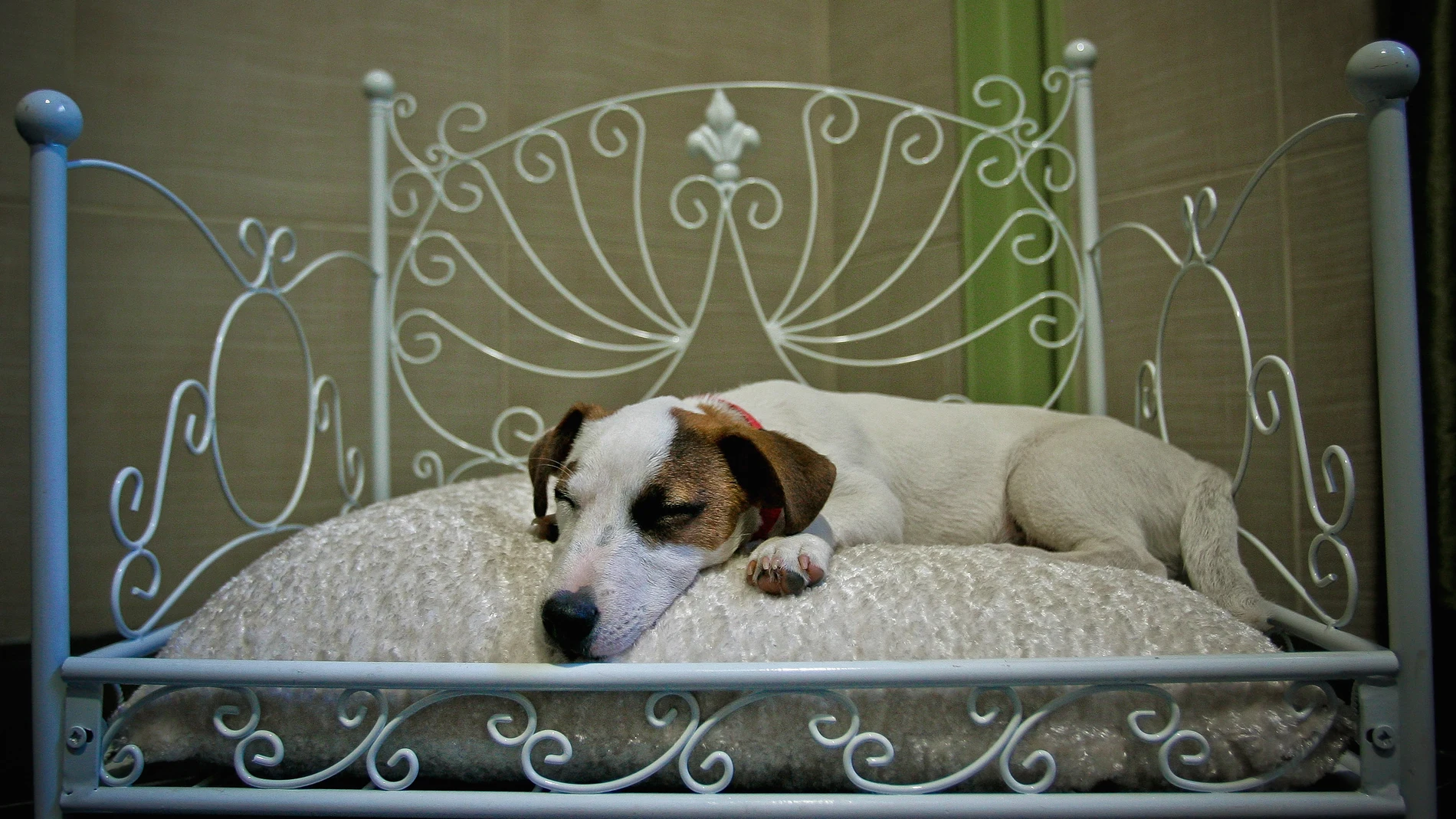 Un perro descansa sobre su cama en un hotel 'pet friendly' Un perro descansa sobre su cama en un hotel 'pet friendly'