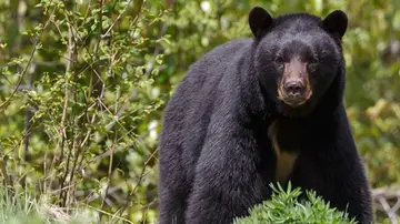 Ataque oso Ataque oso