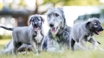 Los cachorros junto a la madre Los cachorros junto a la madre