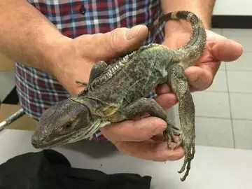 Uno de los reptiles incautados Uno de los reptiles incautados