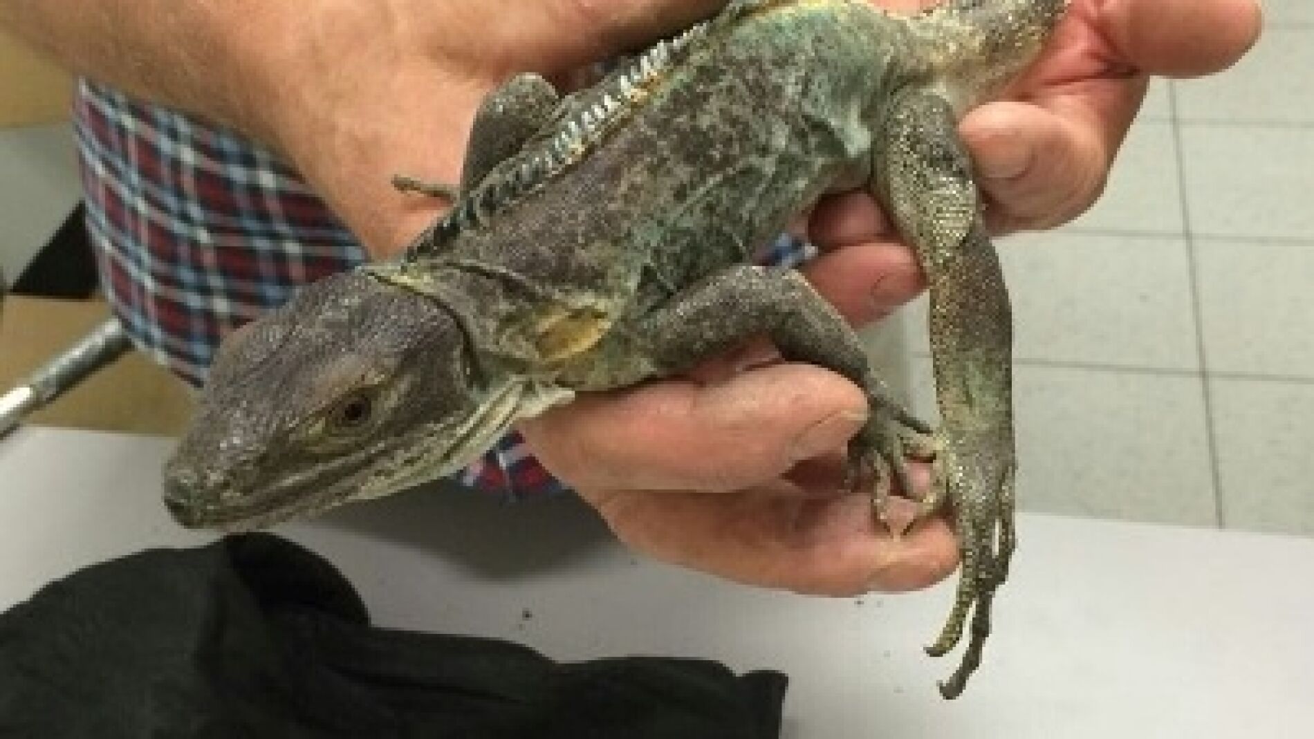 Uno de los reptiles incautados