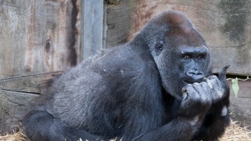Gorila en el zoológico de Bristol
