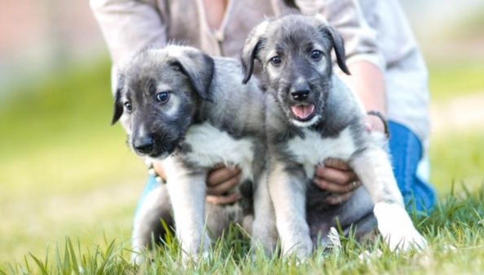 Dos cachorros de perro - Imagen de archivo