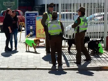 Los perros callejeros patrullando las calles Los perros callejeros patrullando las calles