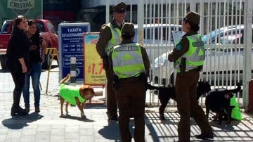 Los perros callejeros patrullando las calles