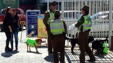 La policía chilena uniforma a perros callejeros para patrullar las calles