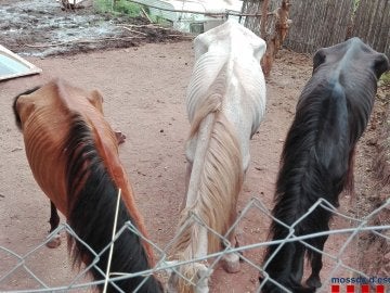 Los tres caballos desnutridos Los tres caballos desnutridos