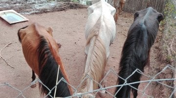 Los tres caballos desnutridos