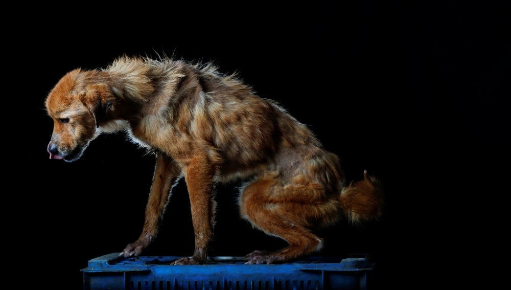 La China, uno de los perros albergados