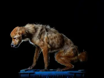 La China, uno de los perros albergados La China, uno de los perros albergados