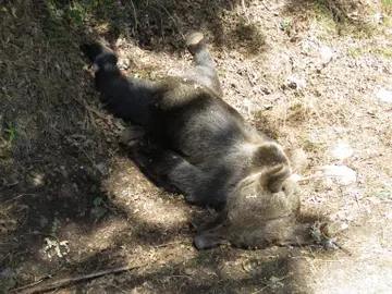 Un oso pardo hallado muerto Un oso pardo hallado muerto