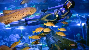 Entre peces (11-09-2016)