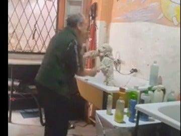 Peluquero bailando mientras lava a su perro 