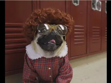 Barb de 'Stranger Things' como un carlino Barb de 'Stranger Things' como un carlino