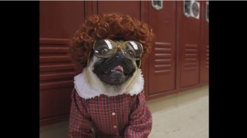 Barb de 'Stranger Things' como un carlino