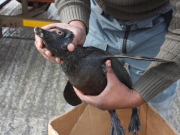Uno de los pingüinos afectados por el derrame de petróleo