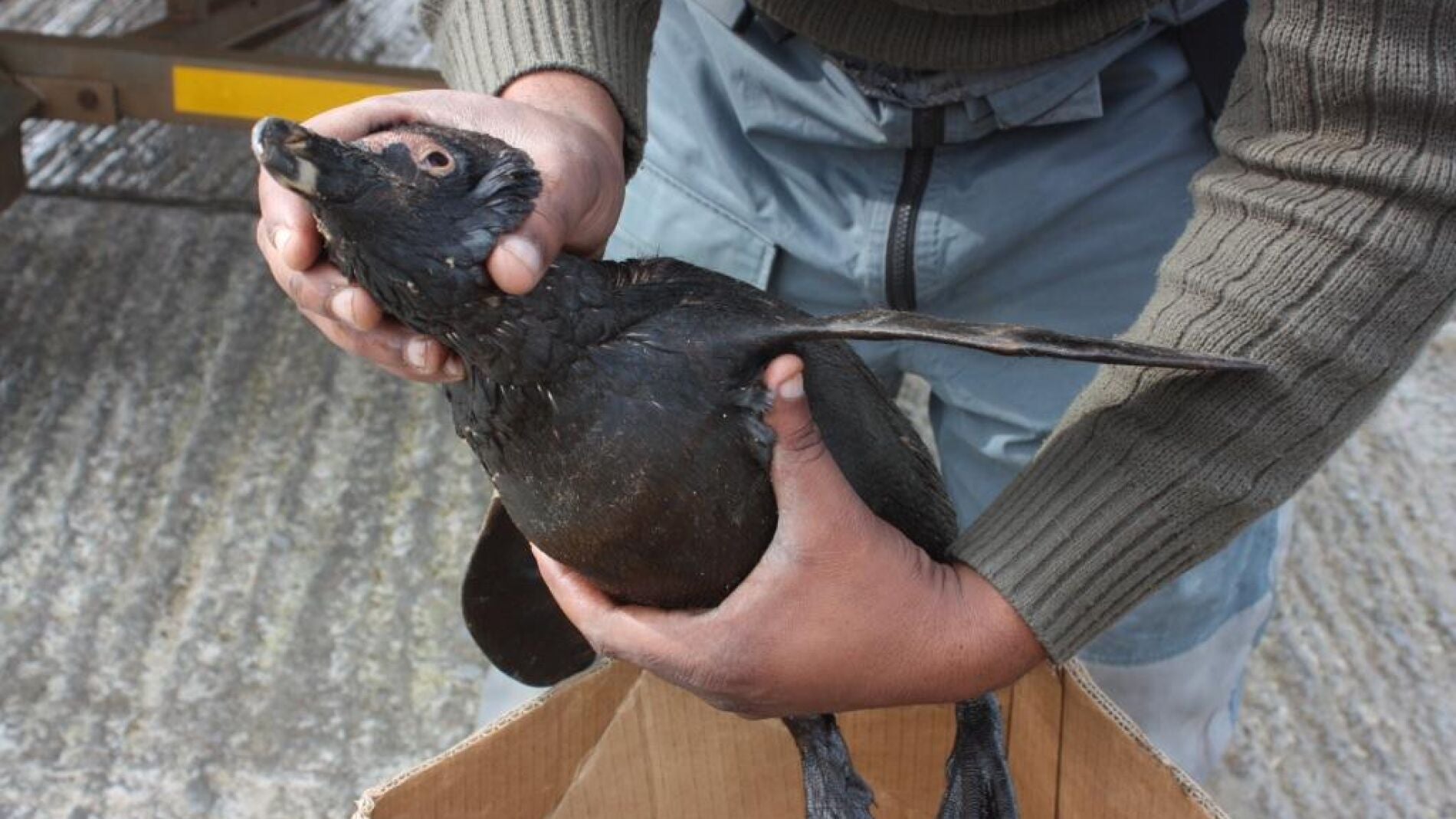 Uno de los ping&uuml;inos afectados por el derrame de petr&oacute;leo