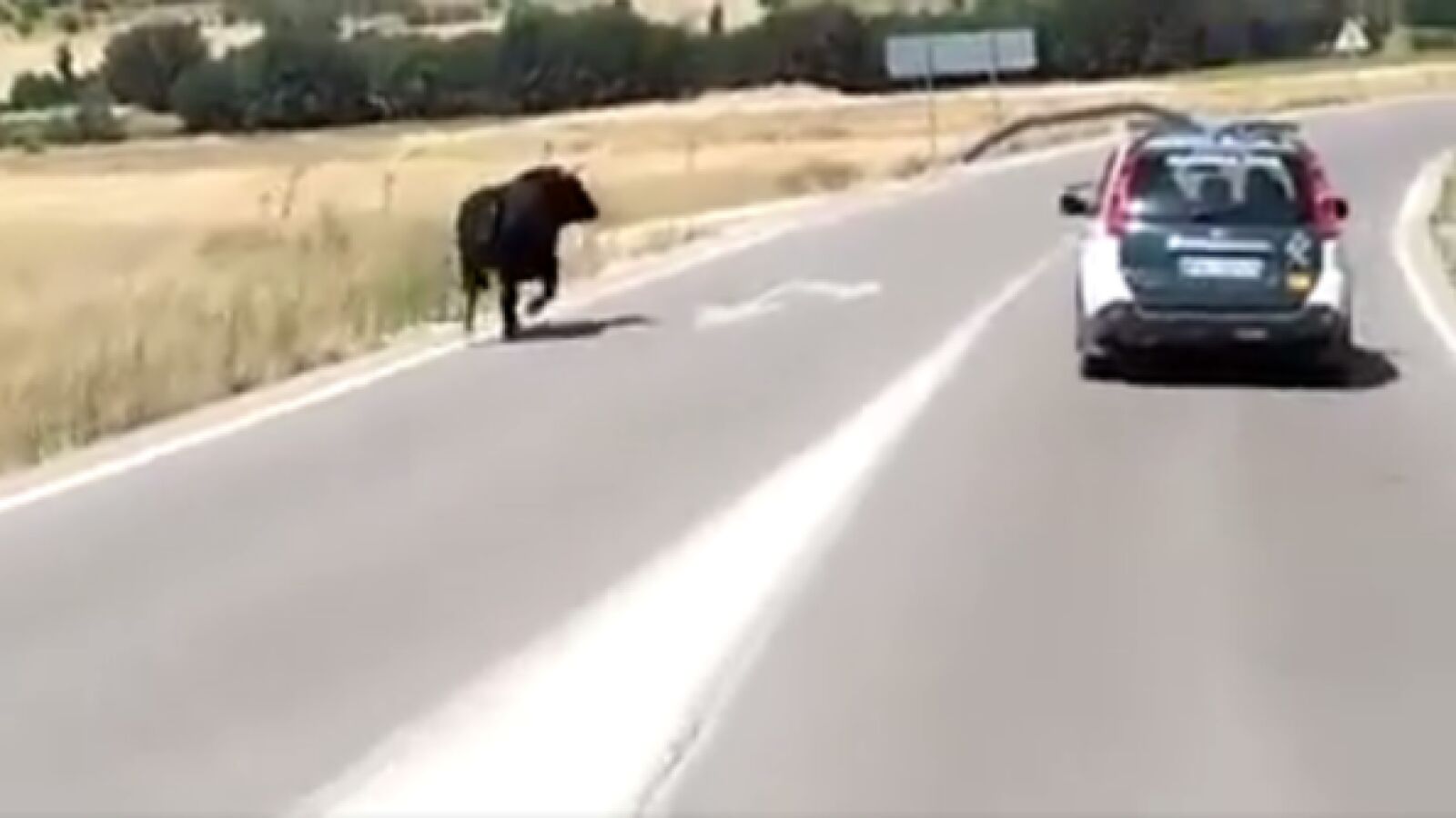 La Guardia Civil persigue en coche a un toro que se escapó de un encierro y acaba abatiéndolo