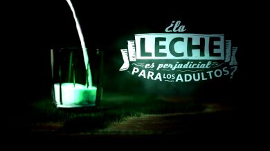 ¿La leche es perjudicial para los adultos?