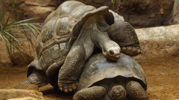 Diego, la tortuga que no para de tener relaciones sexuales