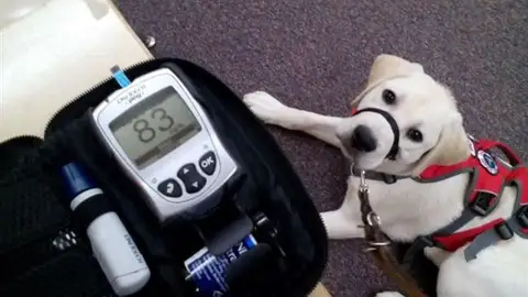 Hero, el perro cuyo olfato salva vidas Hero, el perro cuyo olfato salva vidas