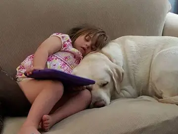 Este perro salva a una niña de 4 años de un coma diabético Este perro salva a una niña de 4 años de un coma diabético