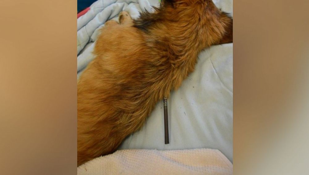Grace, el cachorro que sobrevivió a una flecha que atravesaba su cuello