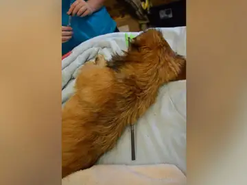 Grace, el cachorro que sobrevivió a una flecha que atravesaba su cuello Grace, el cachorro que sobrevivió a una flecha que atravesaba su cuello