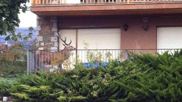 Un ciervo se mete dentro de un balcón