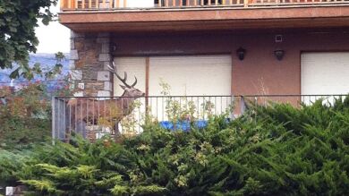 Un ciervo se sube a un balcón para huir de unos cazadores en Girona