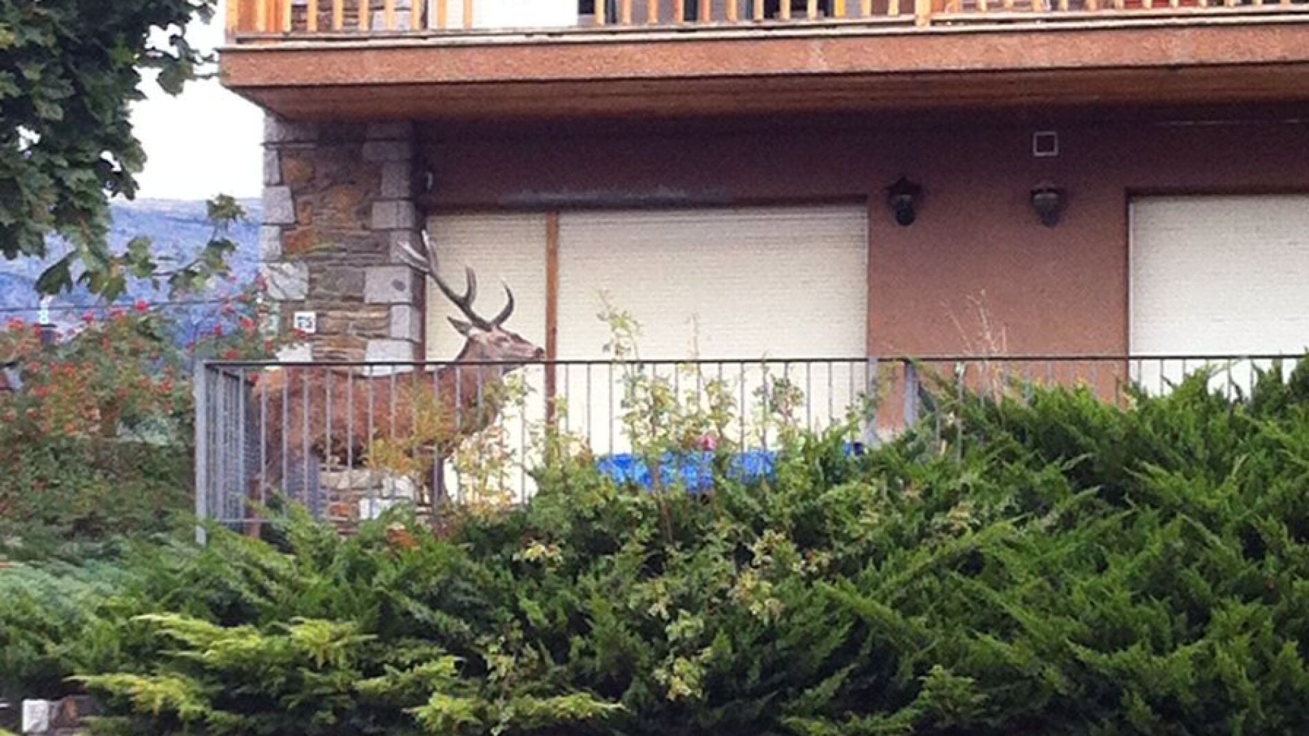 Un ciervo se mete dentro de un balc&oacute;n