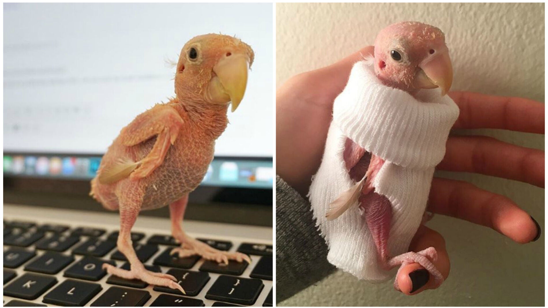 Rhea, agaporni con una extra&ntilde;a enfermedad