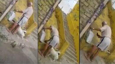Una vecina de Alcalá de Guadaíra graba a un anciano matando a golpes a dos cachorros