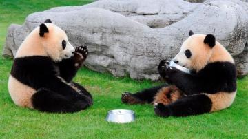  Los panda gigantes Aihin (d) y Meihin celebran su cumpleaños con una comida especial en el parque de Shirahama Adventure World (Japón).